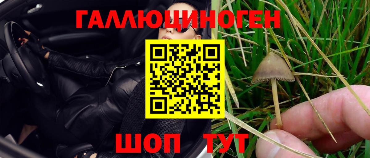 Галлюциногенные грибы Psilocybe Ярцево